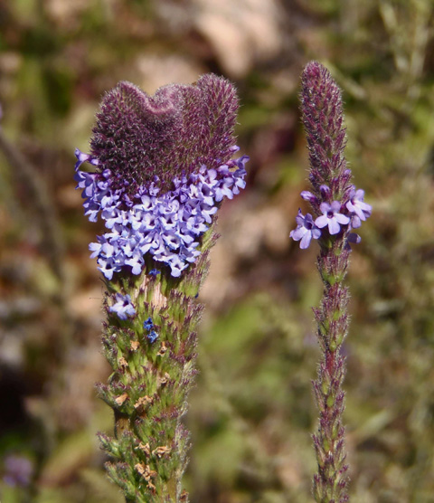 Western Verbena Western Vervain Common Vervain Verbena Lasiostachys 